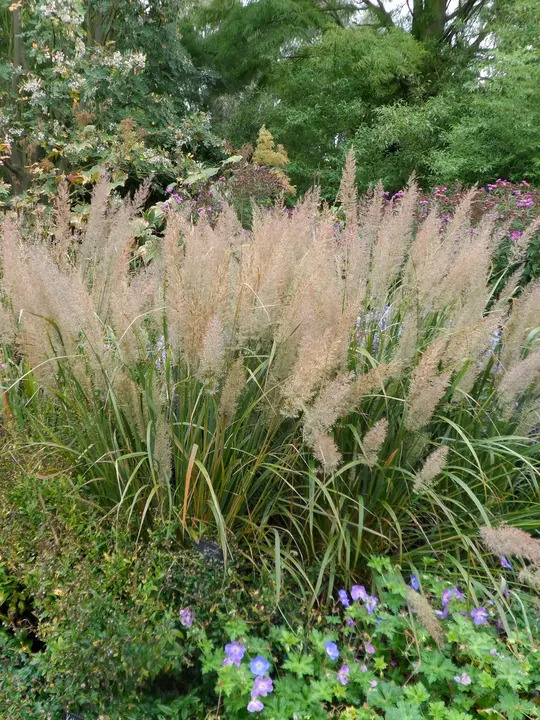 Calamagrostis brachytricha