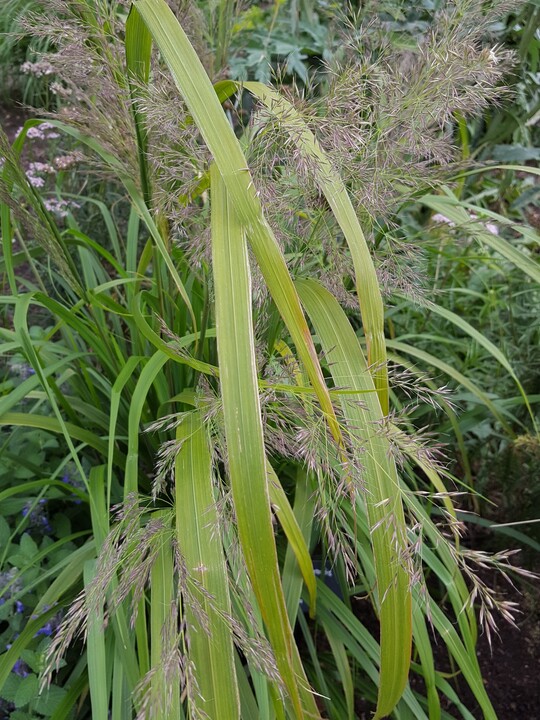 Calamagrostis sp. ex Prague Botanics 
