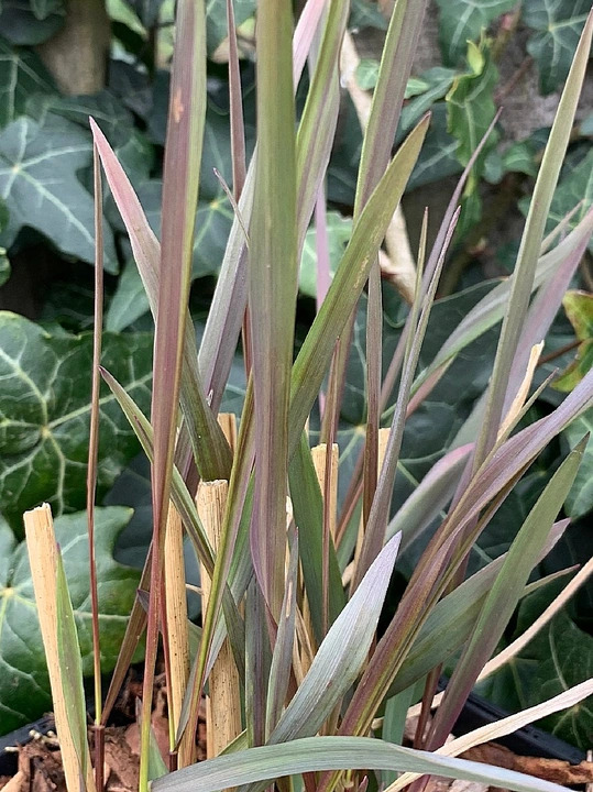 Calamagrostis sp. ex Prague Botanics 