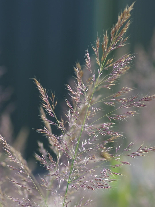 Calamagrostis sp. ex Prague Botanics 