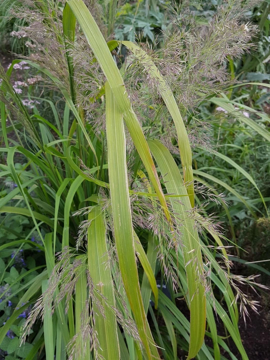 Calamagrostis sp. ex Prague Botanics 