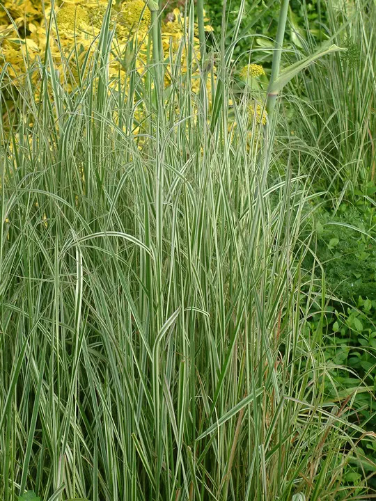 Calamagrostis x acutiflora 'Overdam'