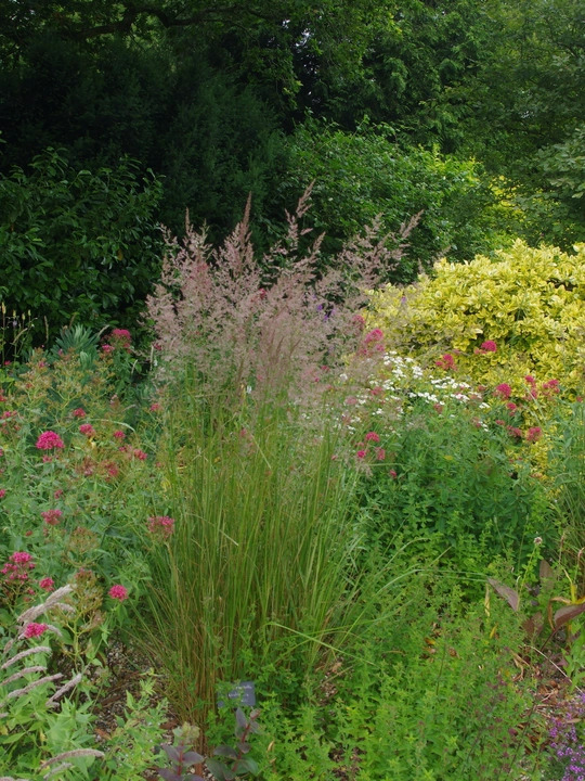 Calamagrostis x acutiflora 'Overdam'