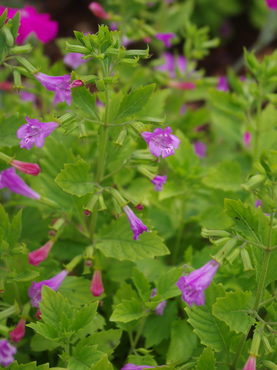 Calamintha grandiflora