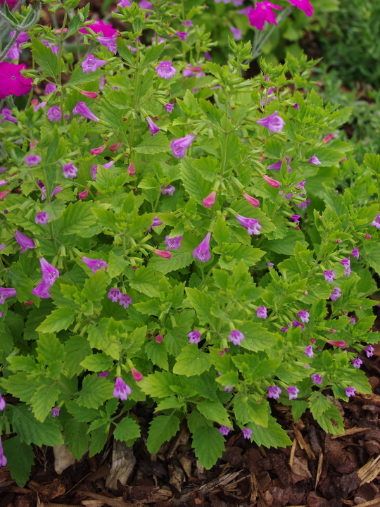 Calamintha grandiflora
