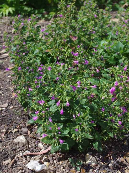 Calamintha grandiflora