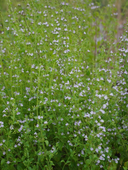 Calamintha nepeta