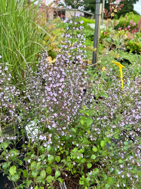 Calamintha nepeta - Good Form
