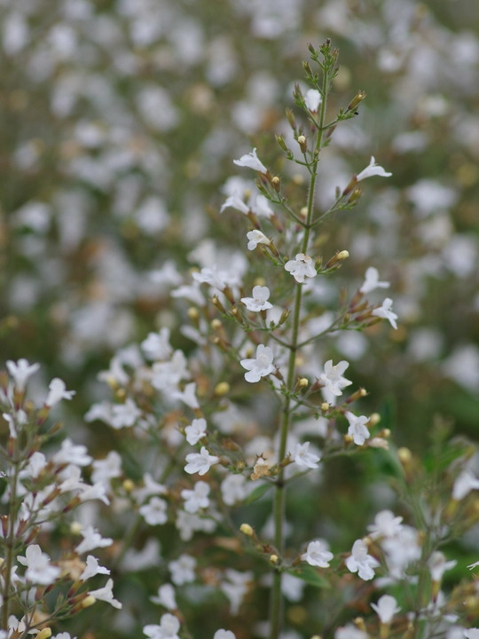 Calamintha nepeta white-flowered 