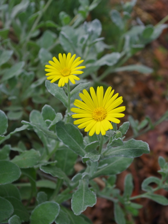 Calendula 'Tarifa Gold'