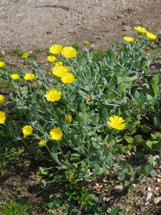 Calendula 'Tarifa Gold'