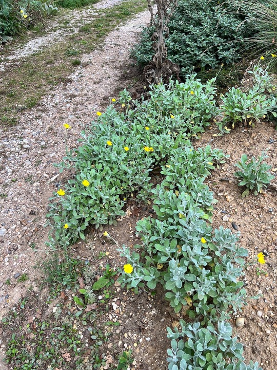 Calendula 'Tarifa Gold'