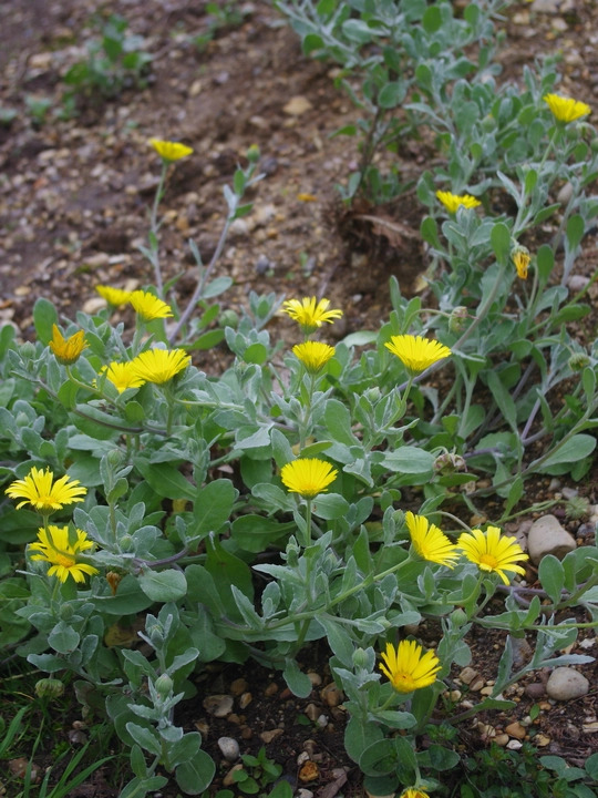 Calendula 'Tarifa'