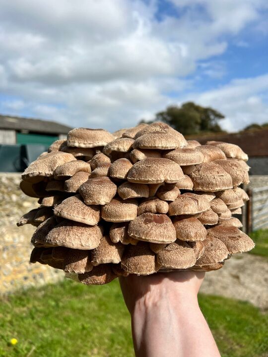 Outdoor Mushroom Log Growing Kits - Log Inoculation kit 