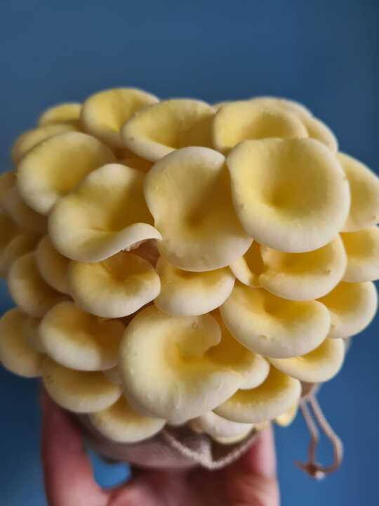 Grow Your Own Oyster Mushrooms