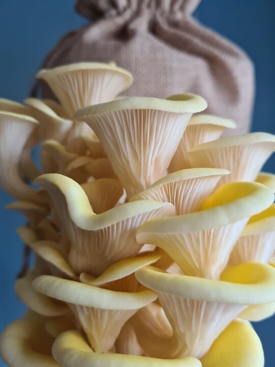 Grow Your Own Oyster Mushrooms