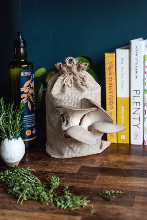 Grow Your Own Oyster Mushrooms