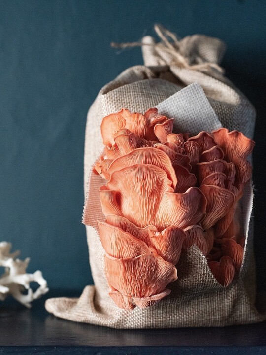 Grow Your Own Oyster Mushrooms