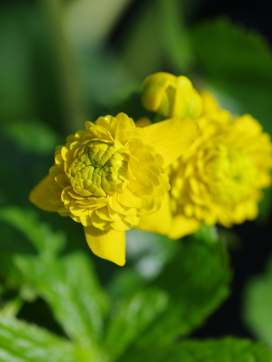 Caltha palustris var. palustris 'Plena'