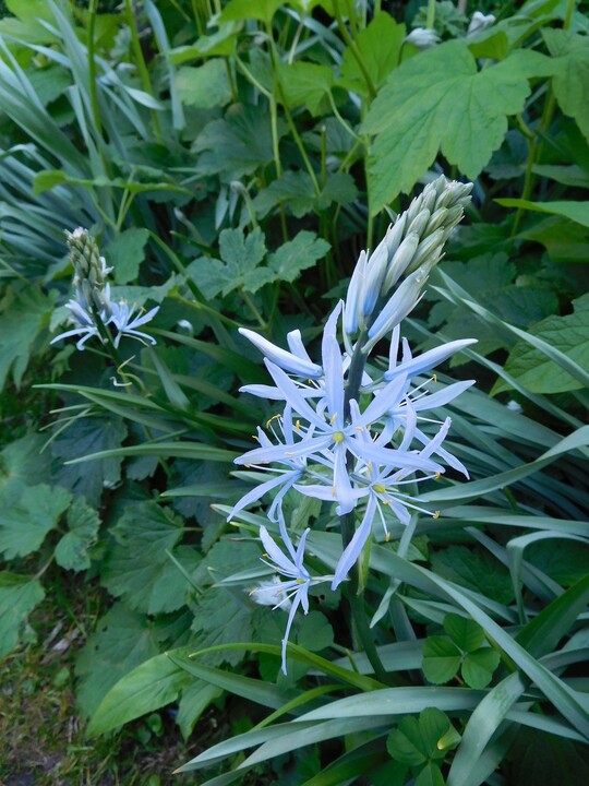 Camassia cusickii