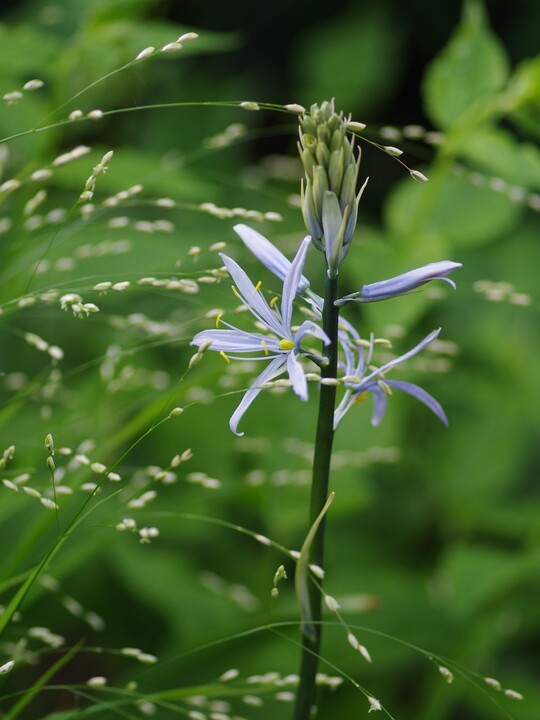 Camassia cusickii