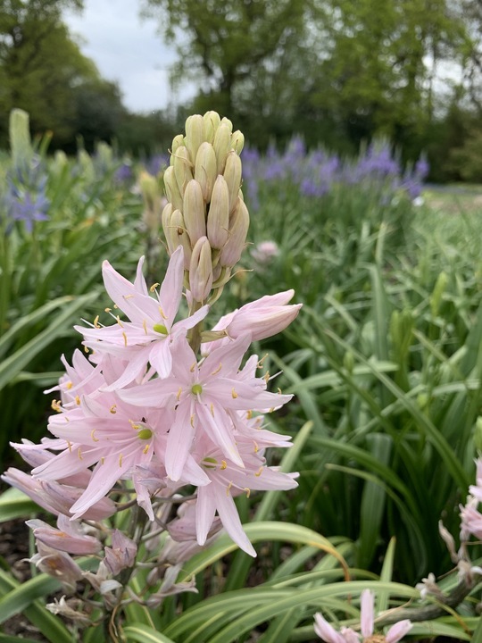 Camassia leichtlinii 'Pink Star' (DB)