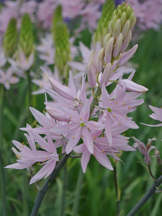 Camassia leichtlinii 'Pink Star' (DB)