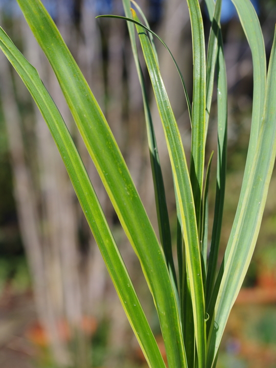 Camassia leichtlinii 'Sacajawea' (DB)