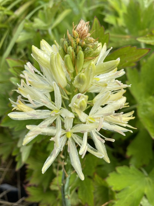 Camassia leichtlinii 'Sacajawea' (DB)