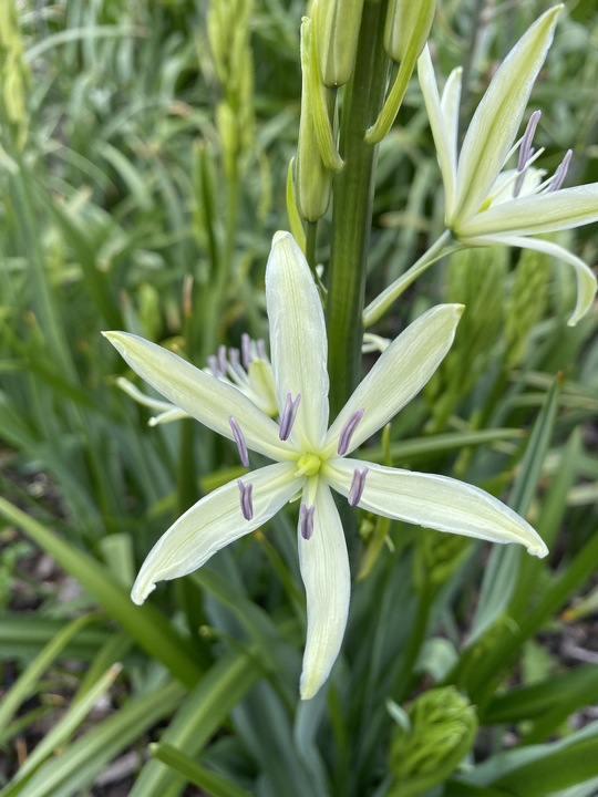 Camassia leichtlinii subsp. leichtlinii (DB)