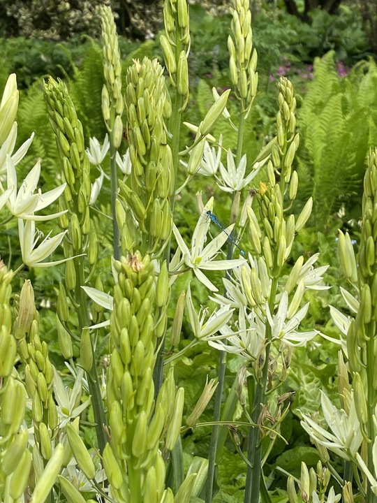 Camassia leichtlinii subsp. leichtlinii (DB)