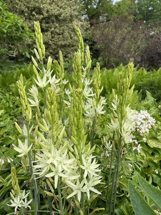 Camassia leichtlinii subsp. leichtlinii (DB)