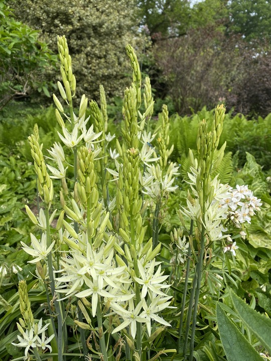 Camassia leichtlinii subsp. leichtlinii