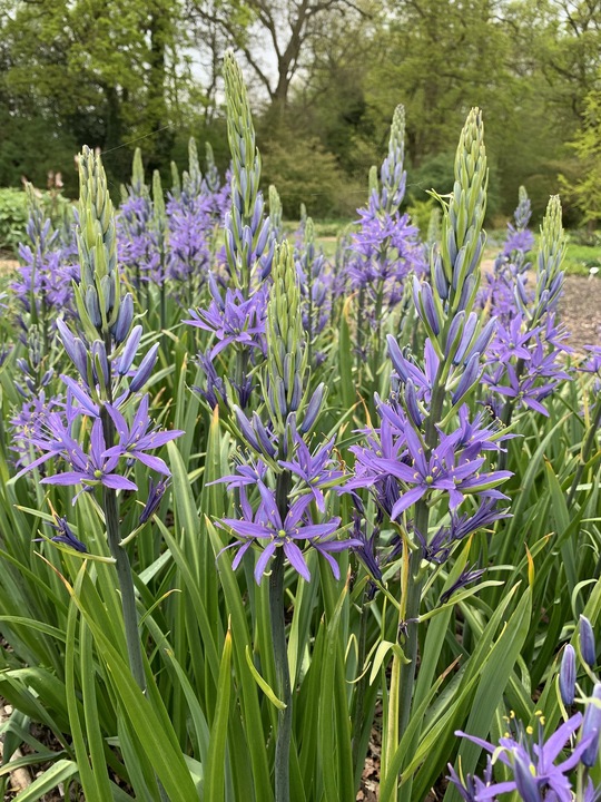 Camassia leichtlinii Caerulea The Beth Chatto Gardens