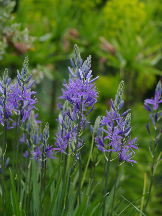 Camassia leichtlinii Caerulea Group (DB)