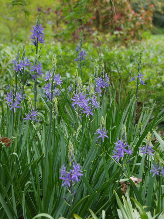 Camassia leichtlinii Caerulea Group (DB)