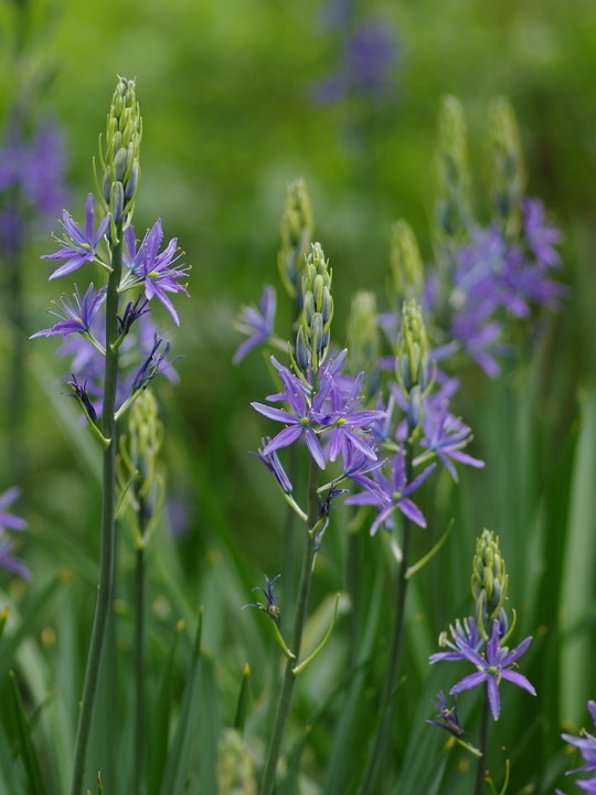 Camassia leichtlinii Caerulea Group (DB)