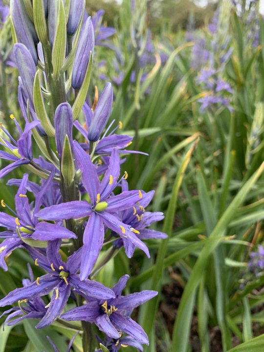 Camassia leichtlinii Caerulea Group (DB)