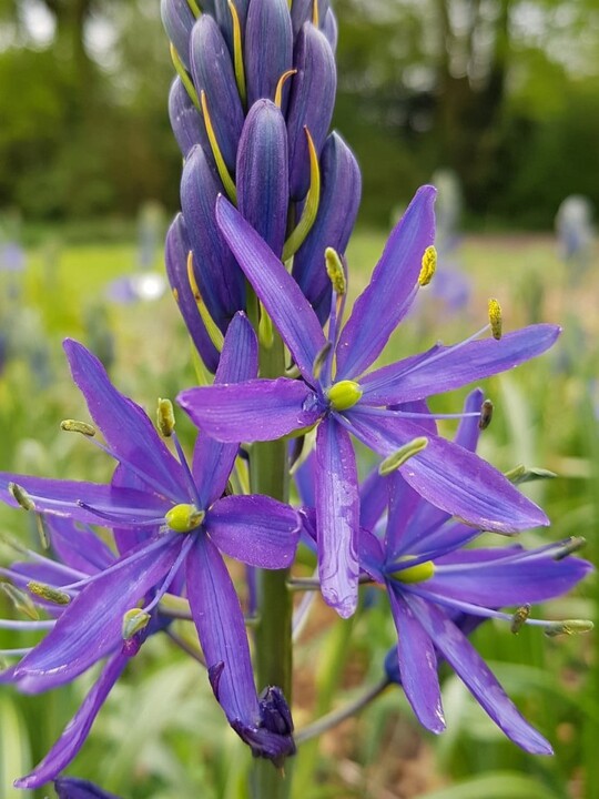 Camassia leichtlinii violet-blue form