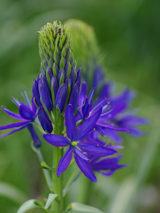 Camassia leichtlinii violet-blue form