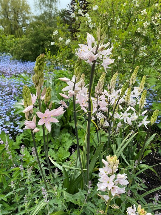 Camassia leichtlinii 'Pink Star' (DB)