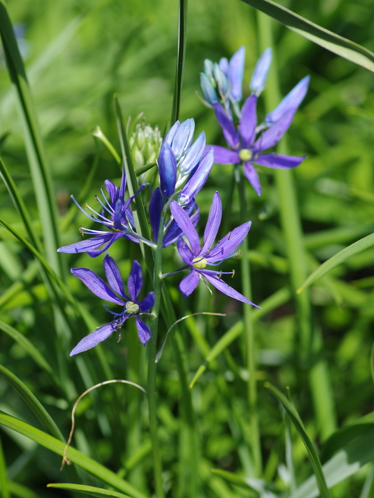 Camassia quamash (5xDB)