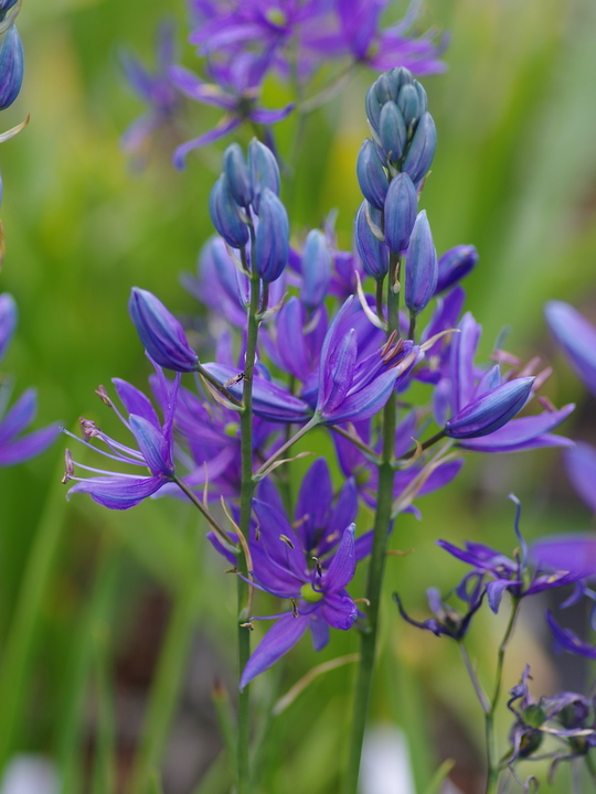 Camassia quamash (5xDB)