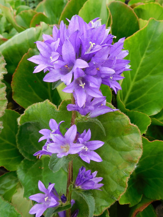 Campanula glomerata 'Joan Elliott'