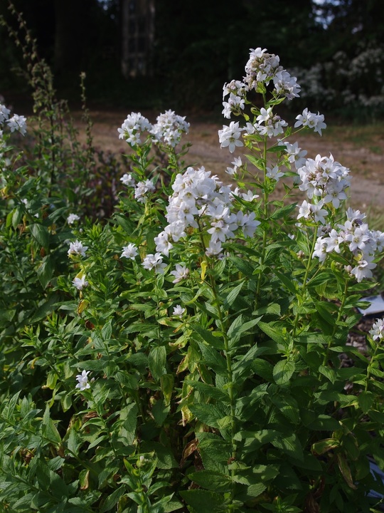 Campanula lactiflora 'Alba'
