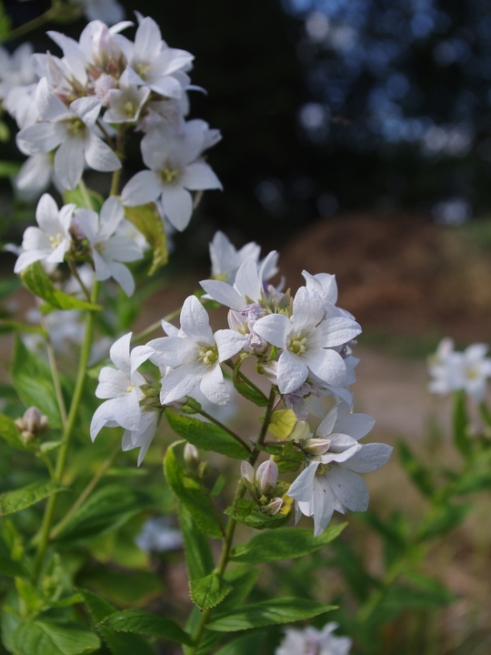 Campanula lactiflora 'Alba'