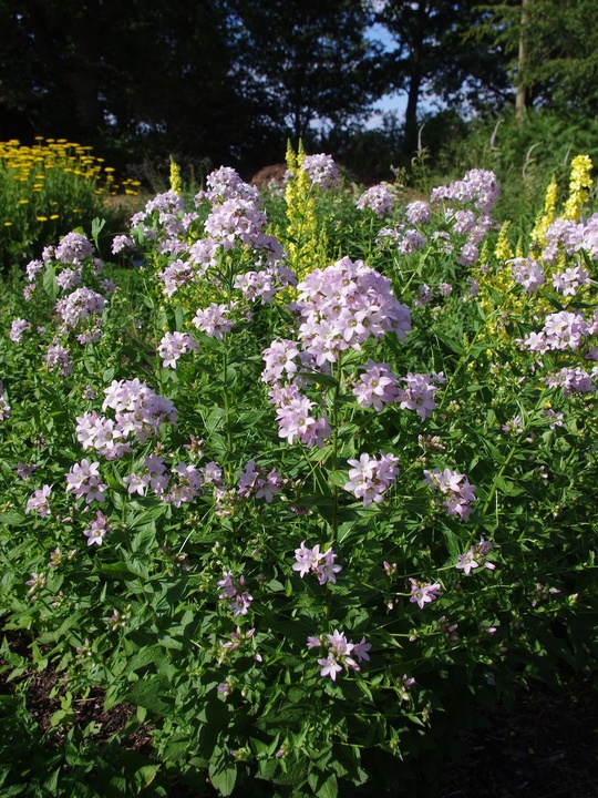 Campanula lactiflora 'Loddon Anna'
