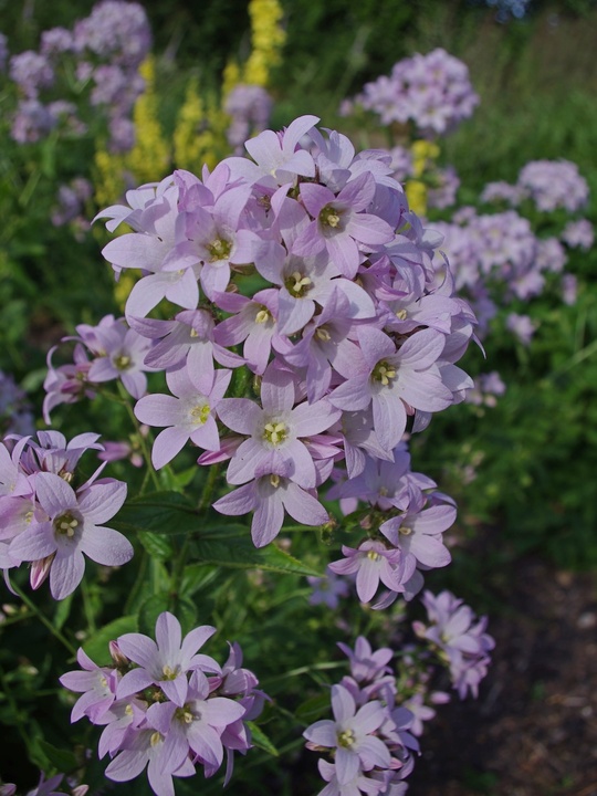 Campanula lactiflora 'Loddon Anna'