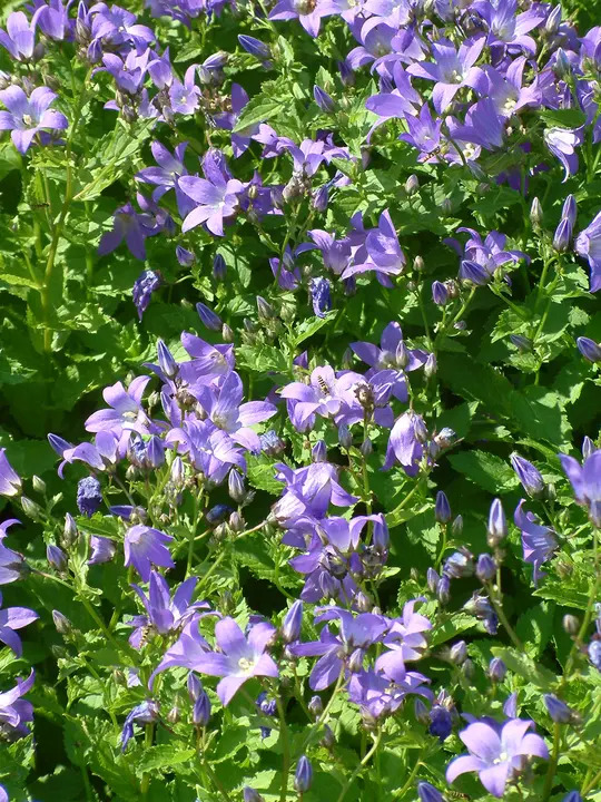 Campanula lactiflora 'Prichard's Variety'