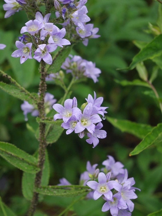 Campanula lactiflora 'Prichard's Variety'